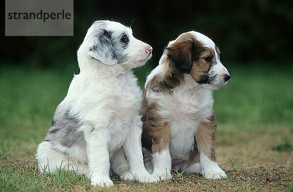Mischlingshunde  Welpen  5 Wochen alt  Mixed Breed Dogs  puppies  5 weeks old (animals) (Säugetiere) (mammals) (Haushund) (domestic dog) (Haustier) (Heimtier) (pet) (außen) (outdoor) (seitlich) (side) (Wiese) (meadow) (sitzen) (sitting) (Jungtier) (young) (puppy) (Paar) (pair) (zwei) (two) (Querformat) (horizontal)