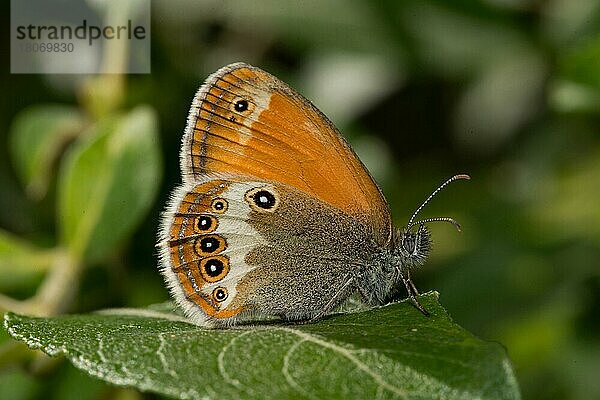 Weißbindiges Wiesenvögelchen (Coenonympha arcania)