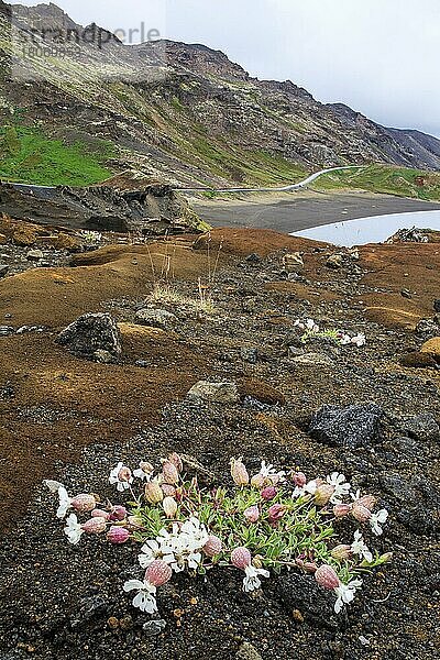 Taubenkropf-Leimkraut (Silene vulgaris)  auf Vulkanerde  Island  Europa