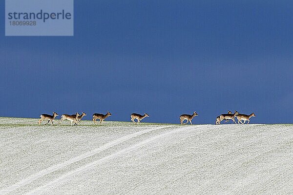 Damhirsch (Dama dama) Herde überquert Feld im Schnee im Winter