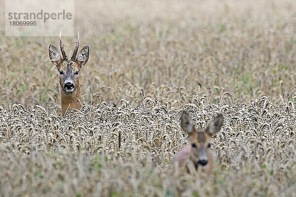 Europäischer Rehbock (Capreolus capreolus) auf der Jagd nach einer Ricke im Weizenfeld während der Brunft im Sommer