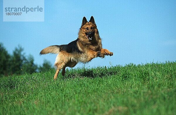 Deutscher Schäferhund  langhaarig  Altdeutscher Schäferhund