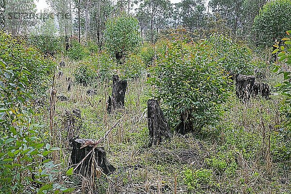 Ausgebrannte Baumstümpfe  Ergebnis der Brandrodung  bei der die natürliche Vegetation abgeholzt und verbrannt wird  um das Land für den Anbau zu roden  Alaotra-Mangoro  Madagaskar  Südostafrika  Afrika