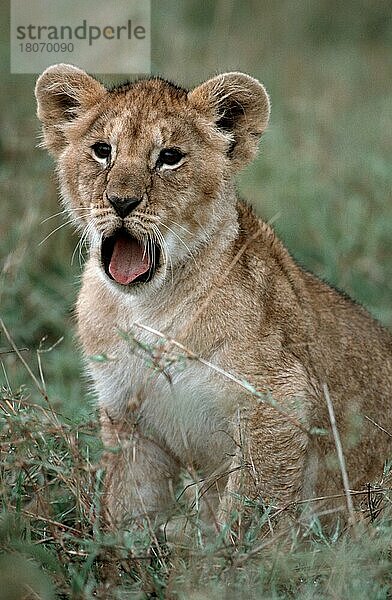 Lion cub  yawning  Massai Mara Game Reserve  Kenya  Junger Löwe (Panthera leo)  gähnend  Massai-Mara-Wildschutzgebiet  Afrika  Löwe  animals  Säugetiere  mammals  Katzenartige  Raubtiere  beasts of prey  außen  outdoor  Wiese  mea...  Kenia  Afrika