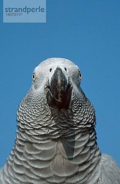 Grey Parrot  Kongo-Graupapagei (Psittacus erithacus erithacus) (Afrika) (Tiere) (animals) (Vogel) (Vögel) (birds) (Papageien) (parrots) (Haustier) (Heimtier) (pet) (außen) (outdoor) (frontal) (head-on) (von vorne) (Kopf) (head) (Porträt) (portrait) (adult) (vertical)