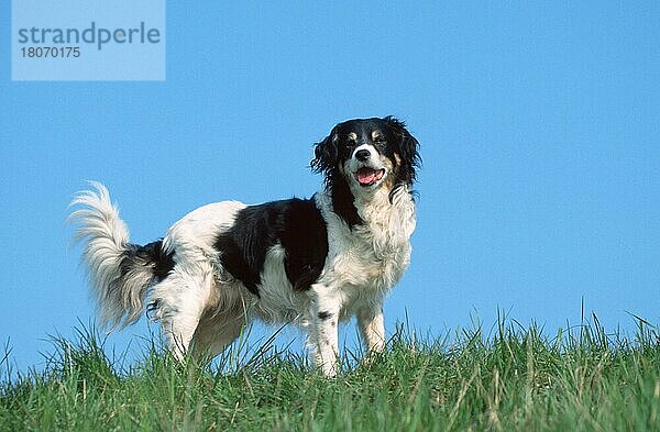 Mixed Breed Dog  Mischlingshund (animals) (Säugetiere) (mammals) (Haushund) (domestic dog) (Haustier) (Heimtier) (pet) (adult) (außen) (outdoor) (Wiese) (meadow) (hecheln) (panting) (stehen) (standing) (Querformat) (horizontal)