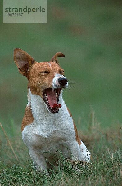 Jack-Russell-Terrier  yawning  gähnend (animals) (Säugetiere) (mammals) (Haushund) (domestic dog) (Haustier) (Heimtier) (pet) (außen) (outdoor) (frontal) (head-on) (von vorne) (Wiese) (meadow) (sitzen) (sitting) (adult) (Kommunikation) (communication) (Humor) (humour)