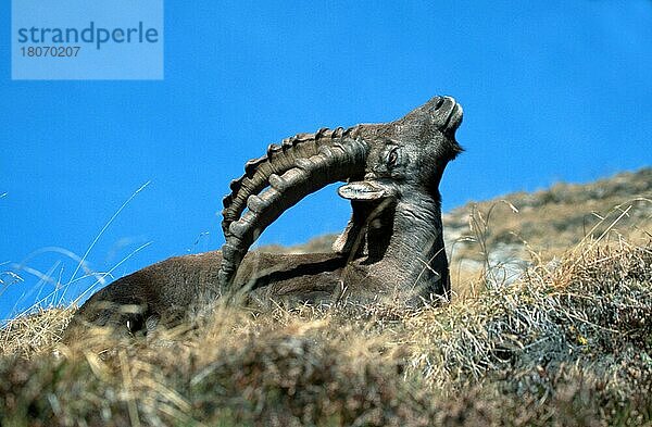 Alpensteinbock (Capra ibex)  kratzt sich mit Horn  Berner Oberland () (alps) (Europa) (Gebirge) (Berge) (mountains) (Säugetiere) (Huftiere) (Paarhufer) (Klauentiere) (Wildziegen) (außen) (draußen) (seitlich) (Seite) (Wiese) (erwachsen) (Entspannung) (entspannend) (kratzen) (liegen) (Querformat) (horizontal)  männlich  ruhend  Niederhorn  Schweiz  Europa