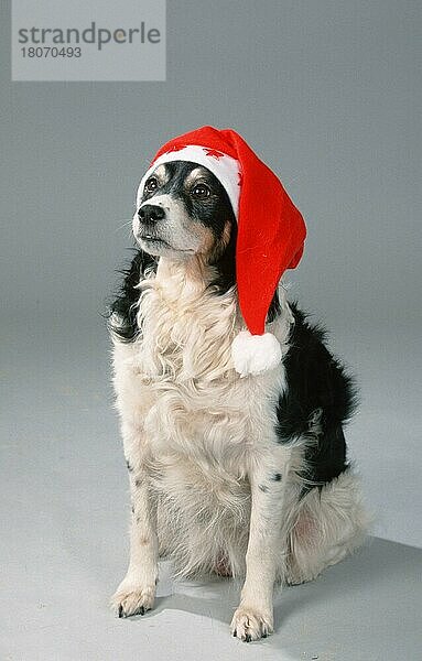 Mischlingshund mit Weihnachtsmütze