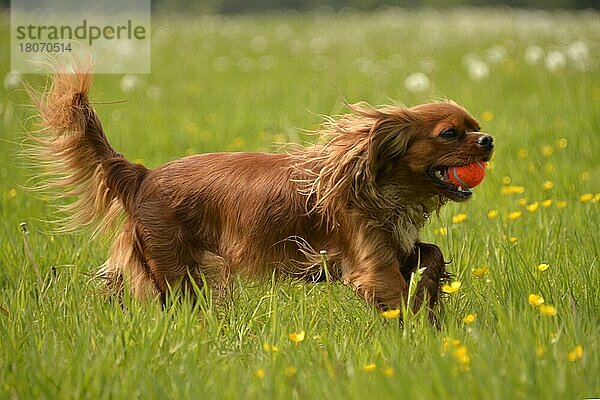 Kavalier King Charles Spaniel  Rubin  Hündin  erwachsen