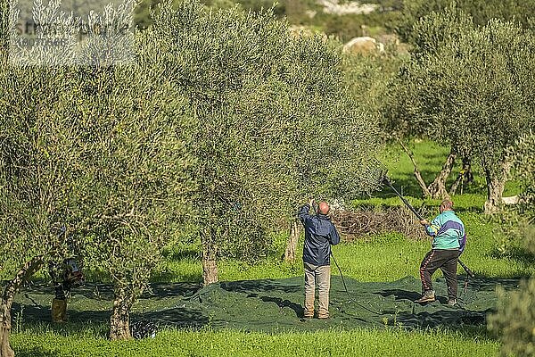 Olivenernte bei Custonaci  West-Sizilien  Italien  Europa