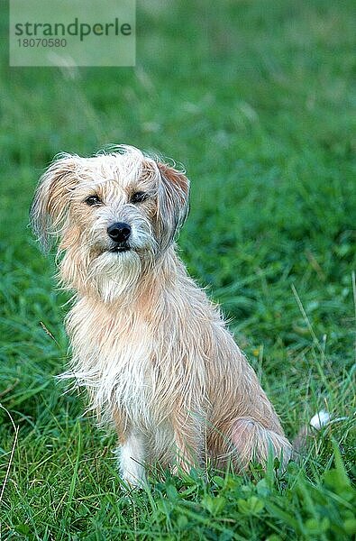 Mixed Breed Dog  Mischlingshund (Saeugetiere) (mammals) (animals) (Haushund) (domestic dog) (Haustier) (Heimtier) (pet) (außen) (outdoor) (Wiese) (meadow) (sitzen) (sitting) (adult)