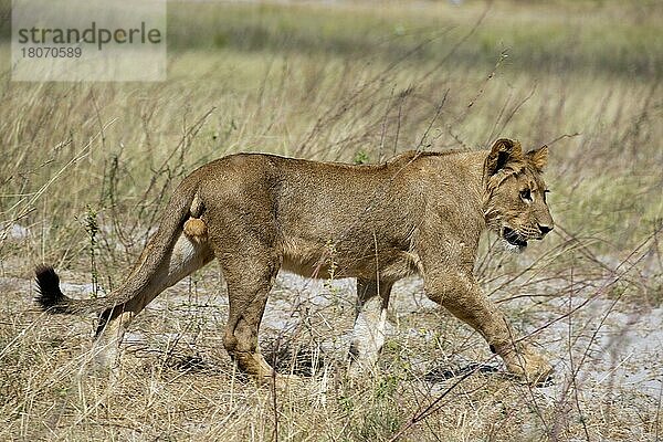 Löwe (Panthera leo)  Junglöwe  Chobe Nationalpark  Botswana  Afrika