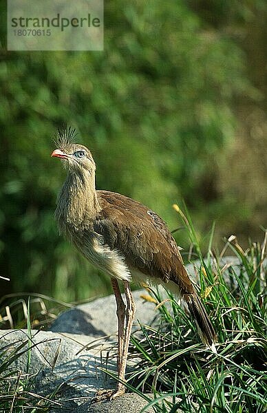 Rotbeinige Seriema (Cariama cristata)