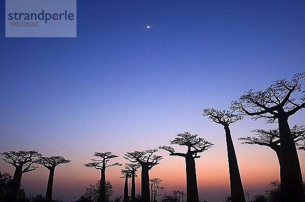 Baobab-Bäume  Morondava  Madagaskar (Adansonia grandidieri)