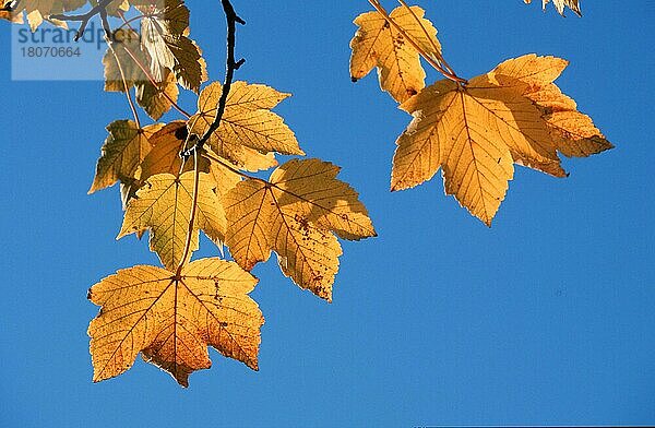 Bergahorn (Acer pseudoplatanus)  Herbstlaub  Herbstblätter  Pflanzen  Ahorngewaechse  Aceraceae  Europa  Blatt  gelb  blau  Herbst  Querformat  horizontal