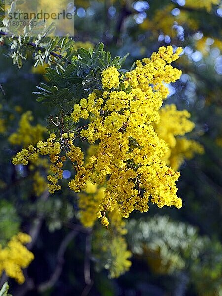 Cootamundra-Akazie (Acacia baileyana) oder Baileys Akazie  Australien  Ozeanien