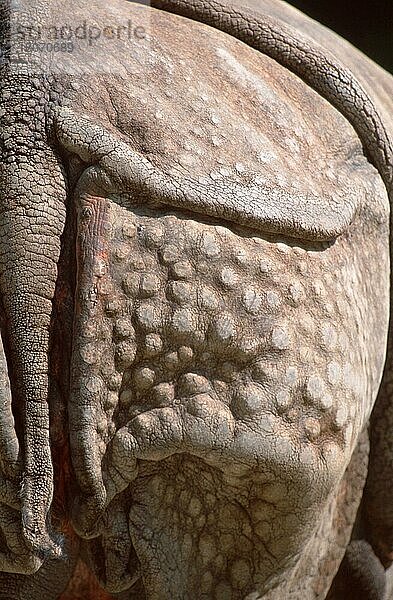 Indisches Nashorn (Rhinoceros unicornis)  Rücken und Schwanz  Panzernashorn  Hinterteil und Schwanz (Säugetiere) (mammals) (Huftiere) (hoofed animals) (Unpaarhufer) (asia) (von hinten) (Nahaufnahme) (Detail) (close-up) (vertical)