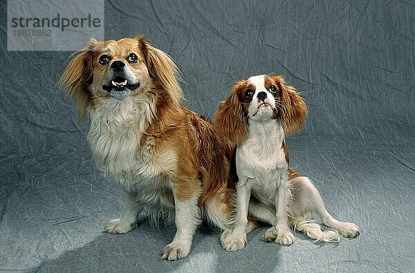 Mischlingshund und Cavalier King Charles Spaniel