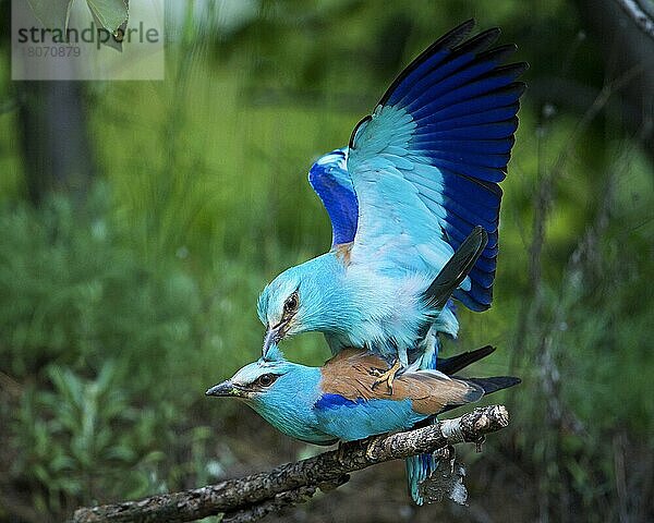 Blauracke (Coracias garrulus)  Paarung  Bulgarien  Europa