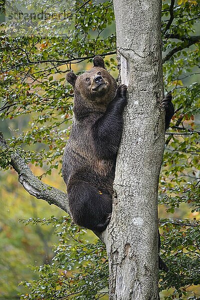 Europäischer Braunbär (Ursus arctos)  auf einem Baum sitzend  captive