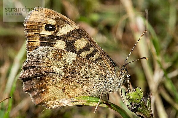 Waldbrettspiel (Pararge aegeria)