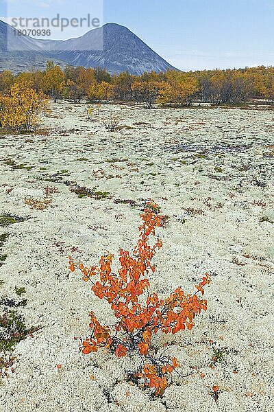 Weißbirke  Moorbirke  Moor-Birke (Betula pubescens) (Betula alba) auf der Tundra im Herbst  Rondane-Nationalpark  Dovre  Oppland  Norwegen  Europa
