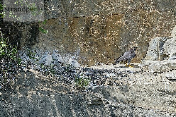 Wanderfalke (Falco peregrinus) am Nest  Niederbayern  Bayern  Deutschland  Europa