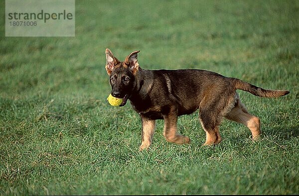 Deutscher Schäferhund  Welpe  3 Monate  mit Ball  seitlich
