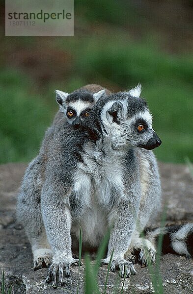 Ringelschwanzlemur (Lemur catta) mit Jungtier