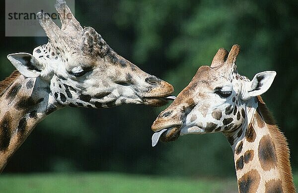 Giraffen (Giraffa camelopardalis)  Paar  belecken sich (Afrika) (Säugetiere) (Huftiere) (Paarhufer) (Klauentiere) (außen) (draußen) (Porträt) (Portrait) (Kopf) (seitlich) (Seite) (erwachsen) (Querformat) (horizontal) (Zunge) (Zuneigung) (zwei) (lecken) (zärtlich) (Zuneigung)