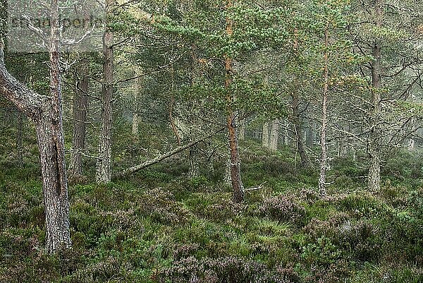 Waldkiefer (Pinus sylvestris) im Nadelwald  Abernethy Forest  Überbleibsel des Caledonian Forest in Strathspey  Schottland  Großbritannien  Europa