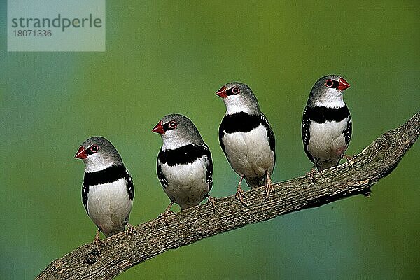 Diamantfeuerschwänze  Diamantfinken (Stagonopleura guttata)  Diamantamadinen (Prachtfinken) (Vogel) (Vögel) (Haustier) (Heimtier) (pet) (Australien) (australia) (Tiere) (animals) (Ast) (außen) (outdoor) (frontal) (head-on) (von vorne) (adult) (Gruppe) (group) (Schwarm) (flight) (vier) (four) (Querformat) (horizontal)