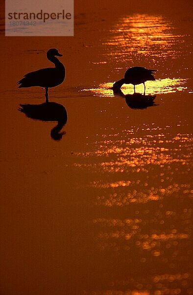 Brandgänse (Tadorna tadorna)  Paar bei Sonnenuntergang  Texel  Niederlande  Europa