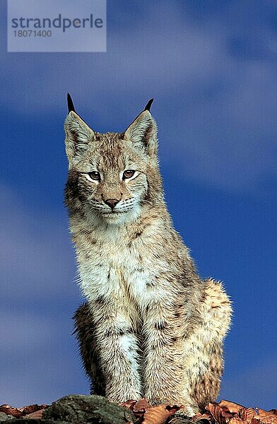 Junger Luchs (Lynx lynx) (Tiere) (außen) (outdoor) (frontal) (head-on) (von vorne) (Europa) (aufmerksam) (alert) (sitzen) (sitting) (adult) (Säugetiere) (mammals) (Raubtiere) (beasts of prey) (Katzenartige)