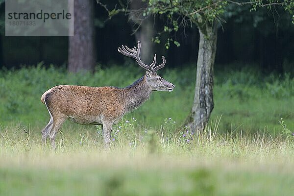 Rothirsch (Cervus elaphus)  auf Wiese