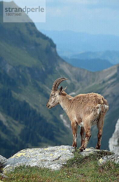 Alpensteinbock (Capra ibex)  weiblich  Niederhorn  Berner Oberland  Schweiz  Europa