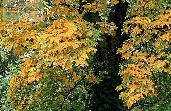 Spitzahorn (Acer platanoides) im Herbst  Pflanzen  Europa  Ahorngewaechse  Aceraceae  Ausschnitt  Detail  Herbst  Querformat  horizontal
