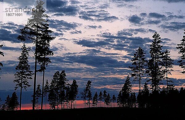 Nadelbäume in der Abenddämmerung  Örebrolaen (Dämmerung) (Himmel) (sky) (Silhouette) (Europa) (Landschaften) (landscapes) (Querformat) (horizontal)  Orebrolan  Schweden  Europa