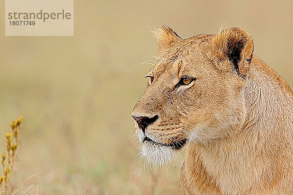 Afrikanischer Löwe (Panthera leo)  Ngorongoro Krater  Tansania  Afrika