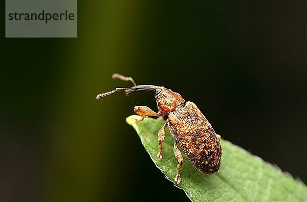 Kleiner Rüsselkäfer (Dorytomus) an einer Blattspitze