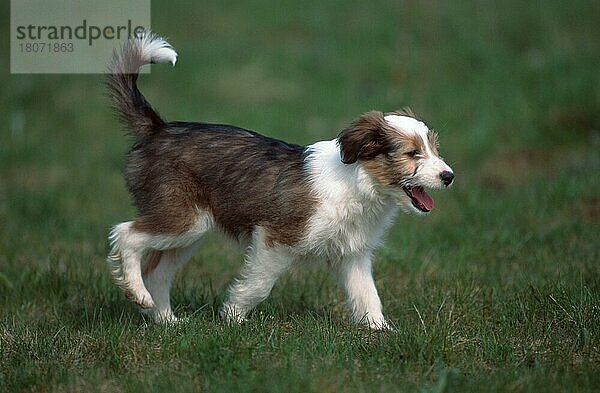 Mischlingshund  Welpe  8 Wochen alt  Mixed Breed Dog  puppy  8 weeks old (animals) (Säugetiere) (mammals) (Haushund) (domestic dog) (Haustier) (Heimtier) (pet) (außen) (outdoor) (seitlich) (side) (Wiese) (meadow) (freundlich) (friendly) (hecheln) (panting) (Bewegung) (motion) (Jungtier) (young) (Querformat) (laufen) (rennen) (running)
