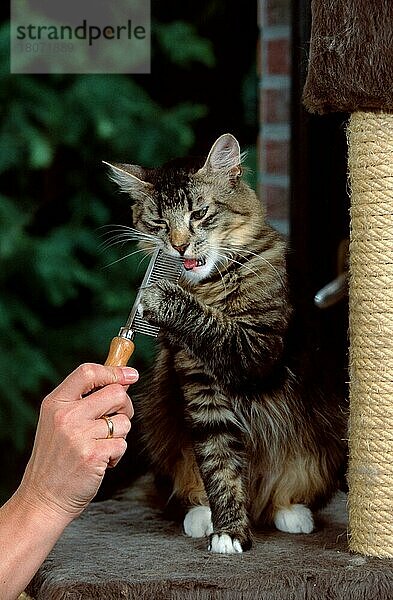 Norwegische Waldkatze spielt mit Kamm