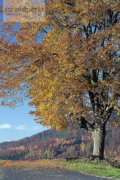 Linde (Tilia vulgaris) (Tilia europaea)  Herbstlaub  Hessen  Deutschland  Europa