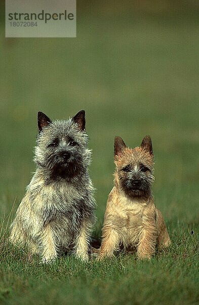 Cairn-Terrier  rot und weizenfarbig  Cairn Terrier  red and wheaten (animals) (außen) (outdoor) (frontal) (head-on) (von vorne) (Wiese) (meadow) (aufmerksam) (alert) (sitzen) (sitting) (adult) (Mutter & Kind) (mother & baby) (zwei) (two) (Säugetiere) (mammals) (Haushund) (domestic dog) (Haustier) (Heimtier) (pet) (gestromt) (brindle) (Schottland) (Scotland)