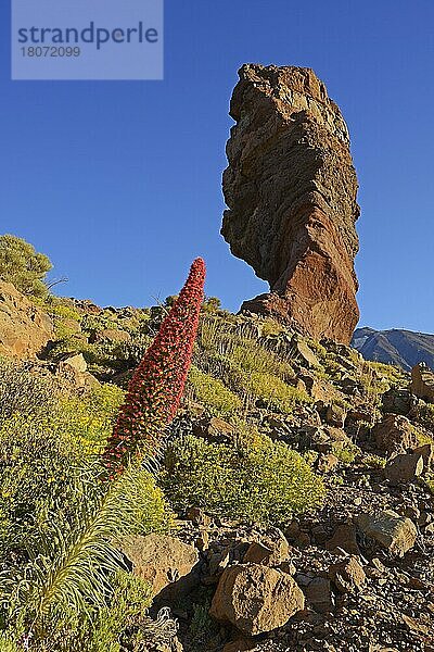 Roques de Garcia  Pico del Teide  Las Canadas  Wildprets Natternkopf (Echium wildpretii)  Teide-Nationalpark  UNESCO Weltnaturerbe  Teneriffa  Spanien  Europa