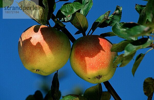 Äpfel  Rheinland-Pfalz  Deutschland  Nutzpflanzen  Obst  Frucht  Früchte  Europa  Sommer  Querformat  horizontal  Europa