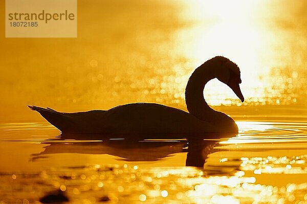 Höckerschwan (Cygnus olor) bei Sonnenaufgang  Nordrhein-Westfalen  Höckerschwan  Deutschland  Europa