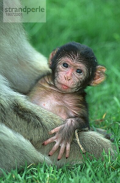 Berberaffe  Magot  Jungtier (Macaca silvanus)  Young Barbary Monkey (animals) (Europa) (Säugetiere) (mammals) (Affen) (Primaten) (primates) (monkeys) (Makaken) (macaques) (außen) (outdoor) (frontal) (head-on) (von vorne) (Wiese) (meadow) (Baby) (vertical)