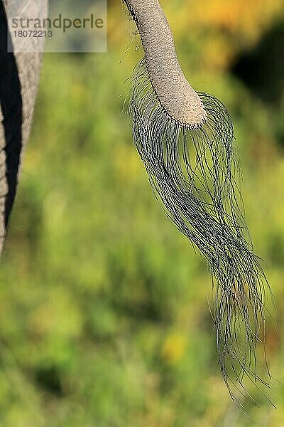 Afrikanischer Elefant (Loxodonta africana) Schwanz  Chobe River National Park  Botswana  Afrika